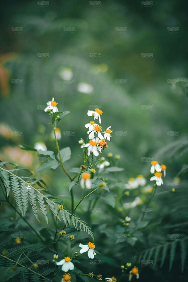小雏菊鲜花摄影素材