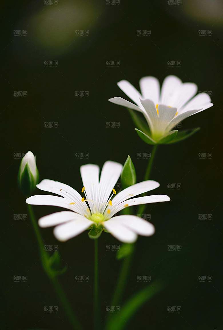 小雏菊鲜花摄影素材