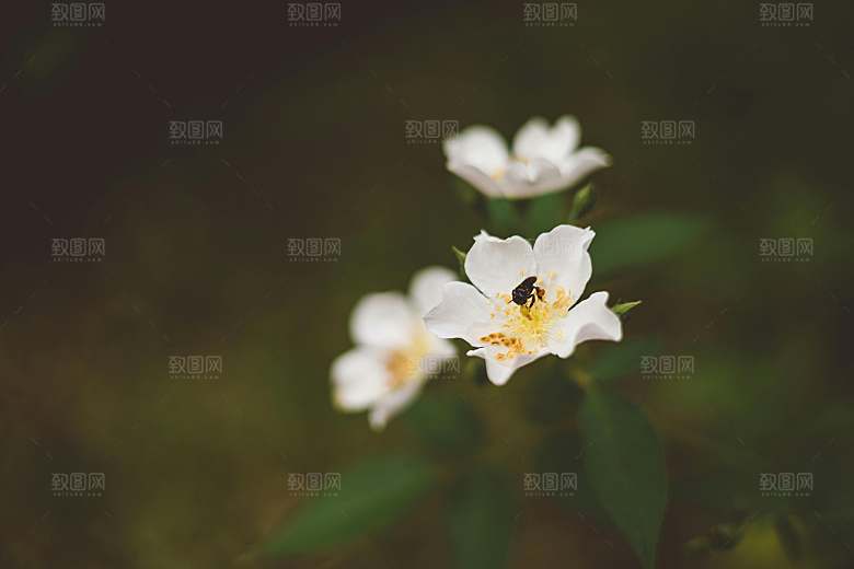 小雏菊鲜花摄影素材