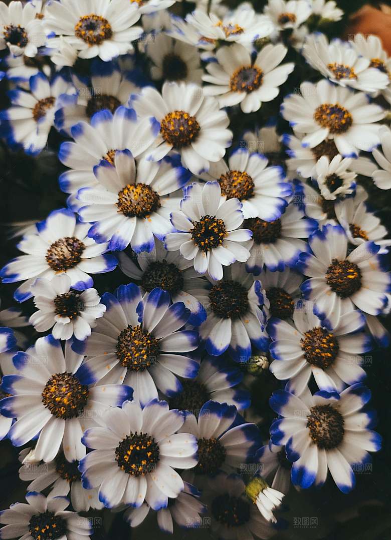 小雏菊鲜花摄影素材