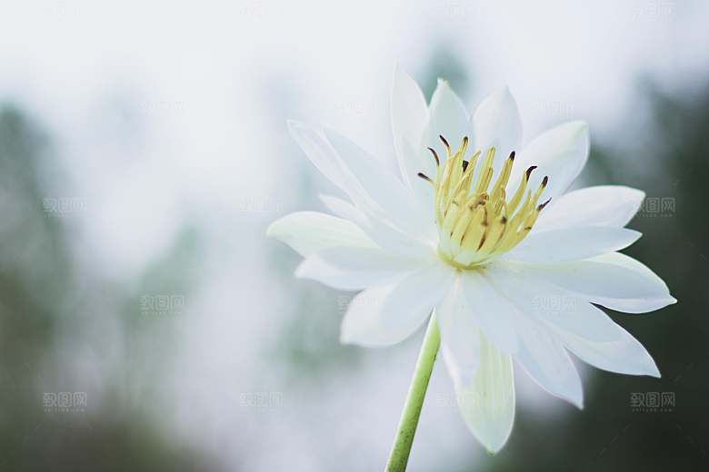 小雏菊鲜花摄影素材