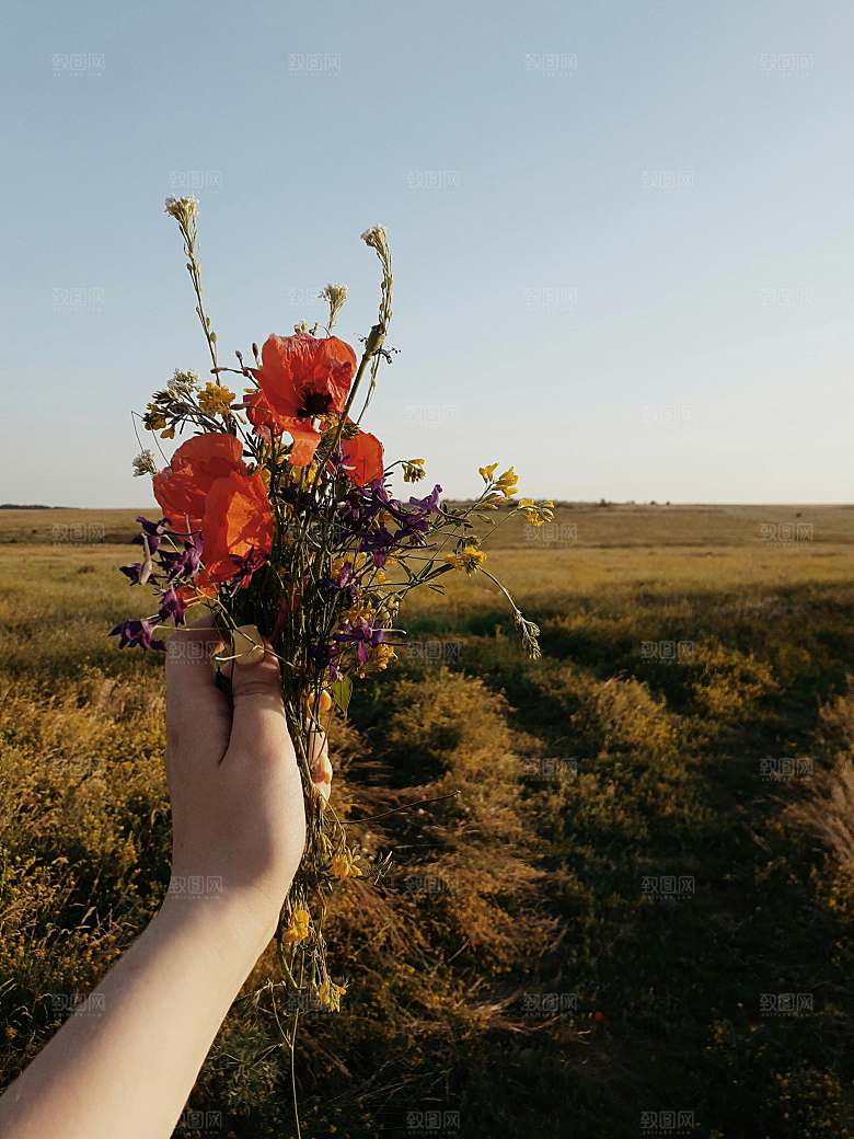 鲜花摄影鲜花特写素材