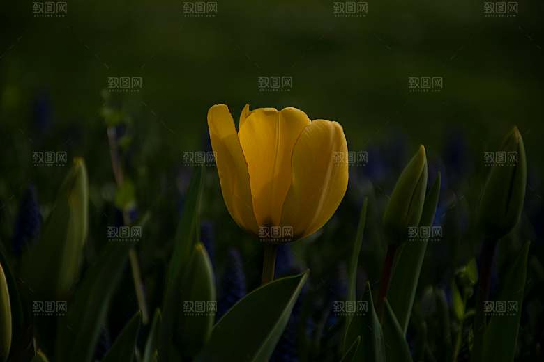 矢量鲜花玫瑰花摄影素材