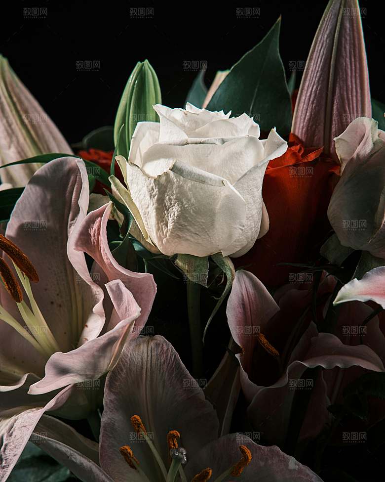 矢量鲜花玫瑰花摄影素材