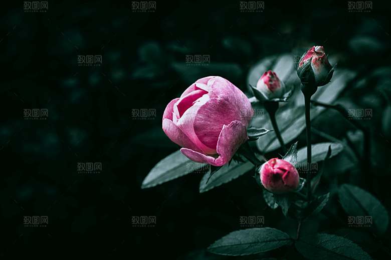矢量鲜花玫瑰花摄影素材