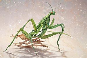 绿色伪装螳螂拟态艺术图片