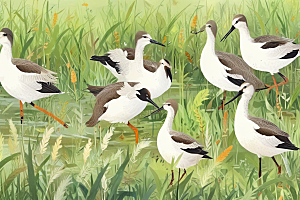湿地精灵鸟类生态插画图片