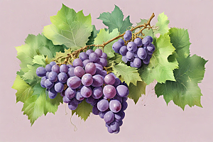 紫露葡萄熟了图片