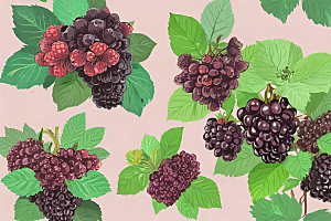 手绘黑莓插画展现多样莓果形态图片