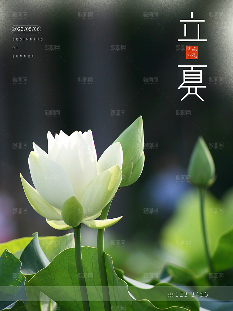 立夏节气简约大气海报