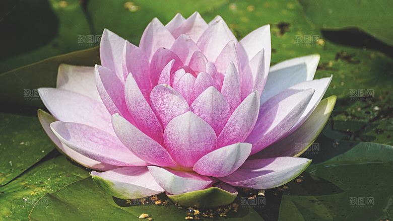 高清图片荷花荷叶睡莲荷塘池塘水草莲