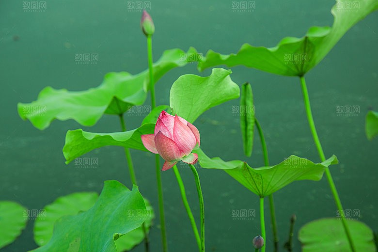 高清图片荷花荷叶睡莲荷塘池塘水草莲图片