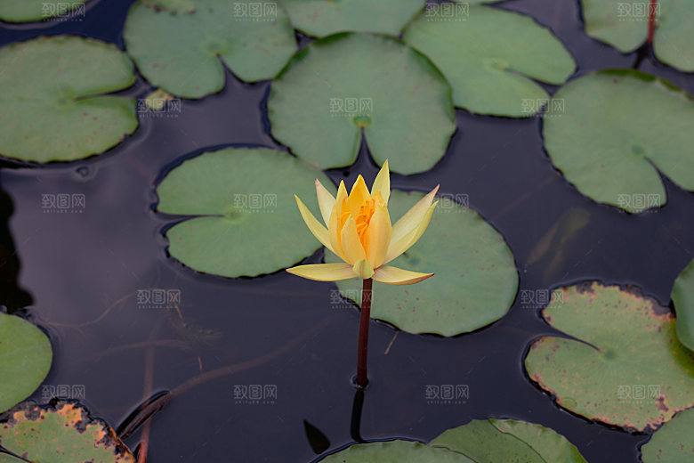 高清图片荷花荷叶睡莲荷塘池塘水草莲图片