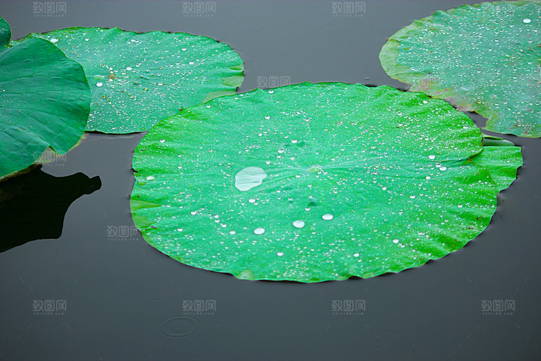 高清图片荷花荷叶睡莲荷塘池塘水草莲