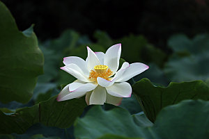 高清图片荷花荷叶睡莲荷塘池塘水草莲