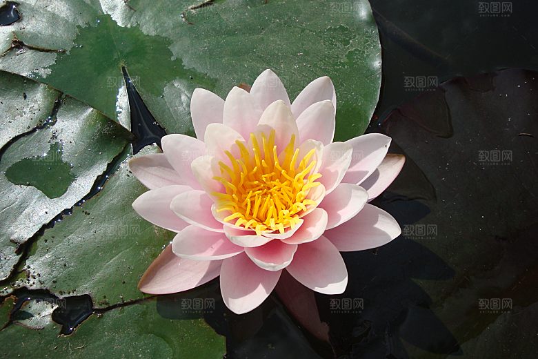 高清图片荷花荷叶睡莲荷塘池塘水草莲