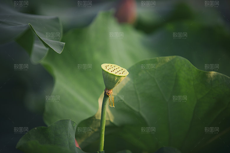 高清图片荷花荷叶睡莲荷塘池塘水草莲