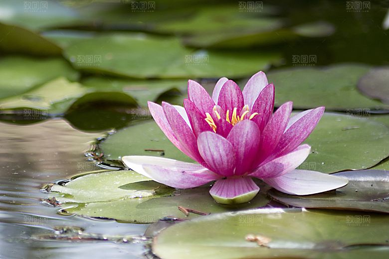 高清图片荷花荷叶睡莲荷塘池塘水草莲