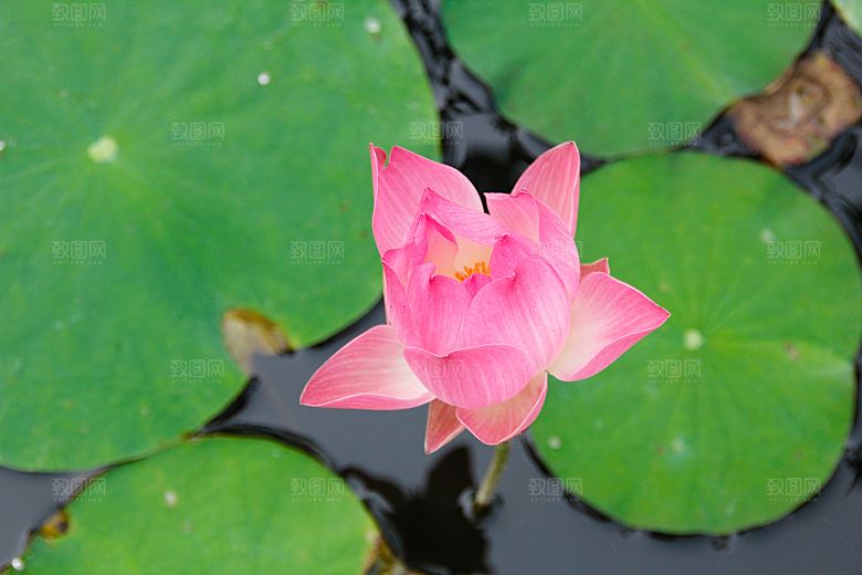高清图片荷花荷叶睡莲荷塘池塘水草莲