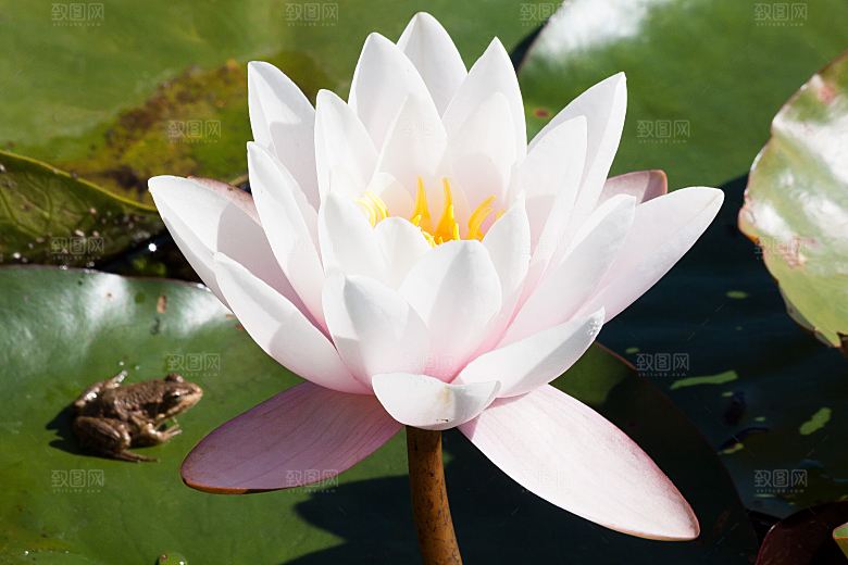高清图片荷花荷叶睡莲荷塘池塘水草莲素材