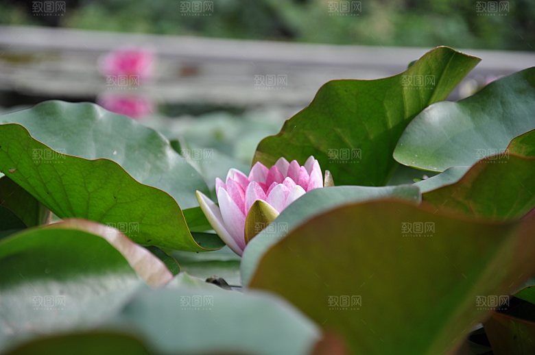 高清图片荷花荷叶睡莲荷塘池塘水草莲素材