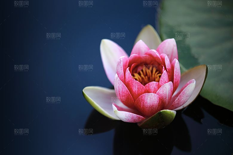 高清图片荷花荷叶睡莲荷塘池塘水草莲素材