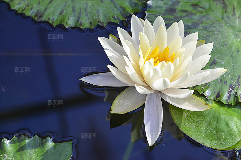 高清图片荷花荷叶睡莲荷塘池塘水草莲素材