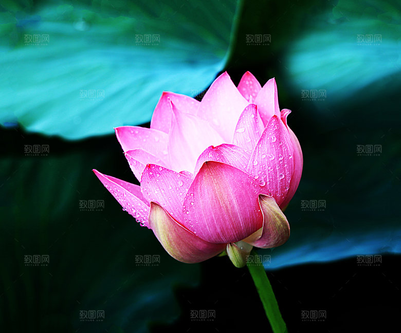 高清图片荷花荷叶睡莲荷塘池塘水草莲素材