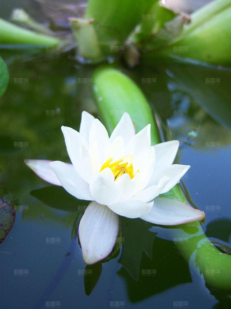 高清图片荷花荷叶睡莲荷塘池塘水草莲素材