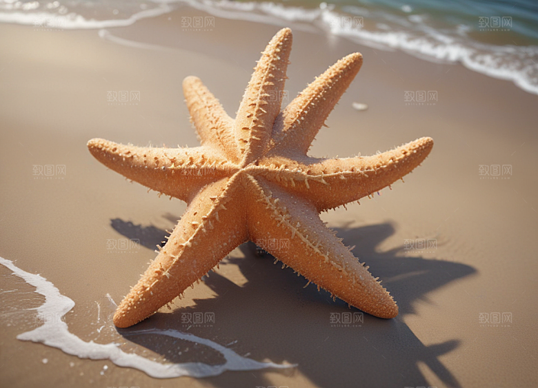 沙滩上海星特写图片