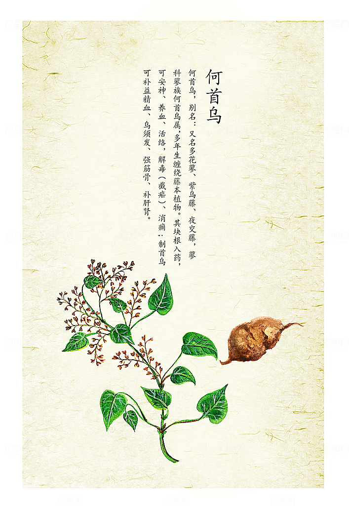 中国传统中药何首乌