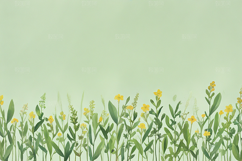 柴胡中药插画草药插图