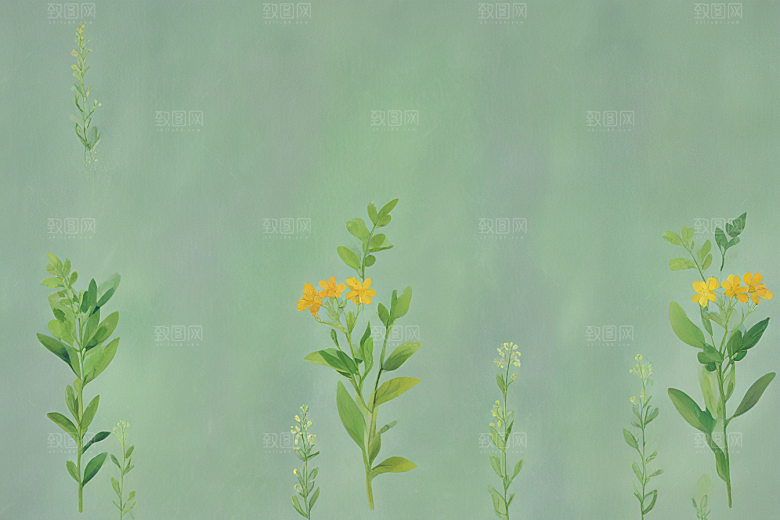 柴胡中药插画草药插图
