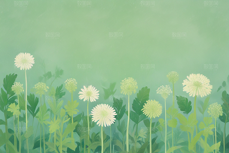 白芷中药插画草药插图