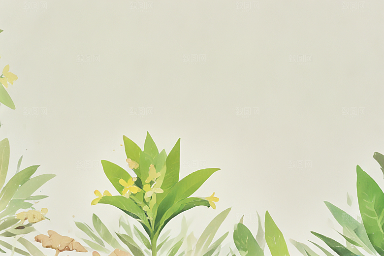 生姜中药插画草药插图