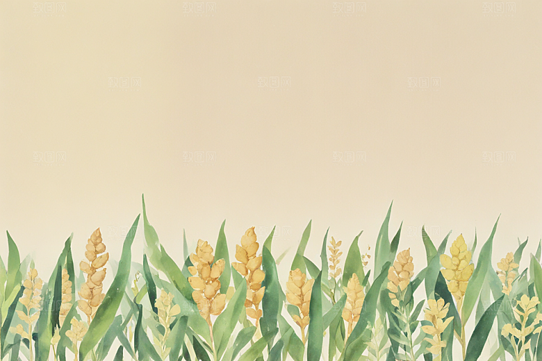 生姜中药插画草药插图