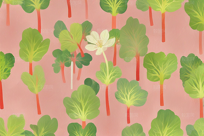 大黄中药插画草药插图