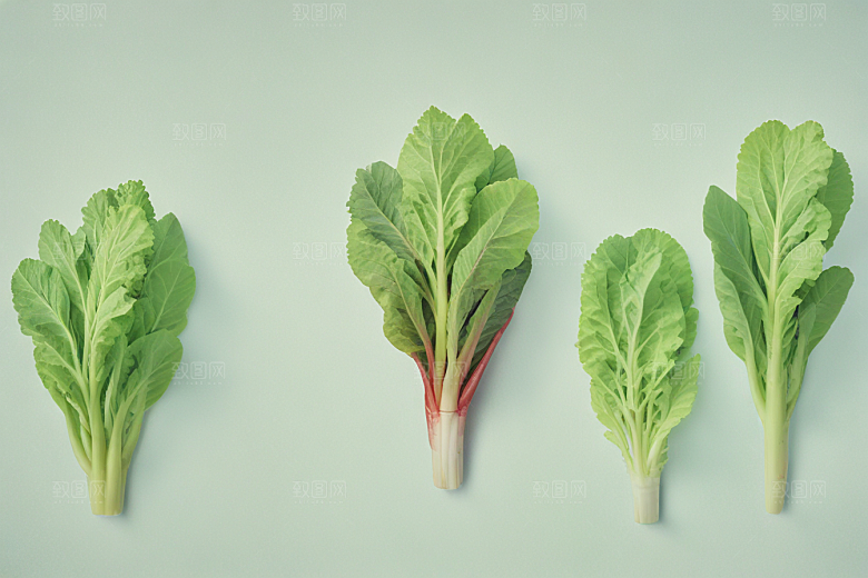 大黄中药插画草药插图