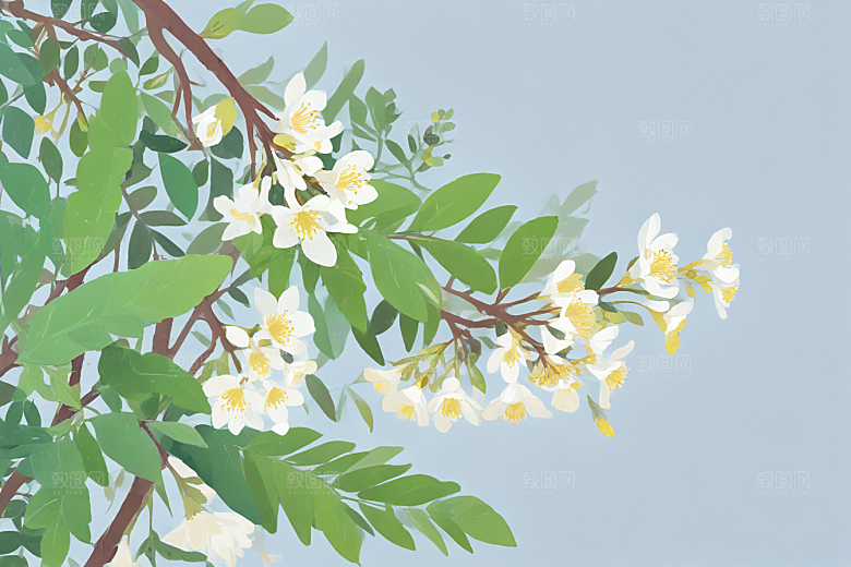 苦参中药插画草药插图