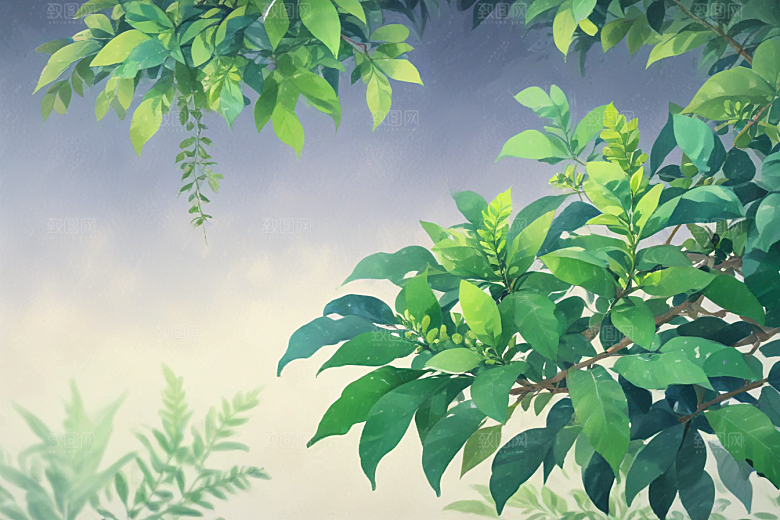 女贞子植物插图图片