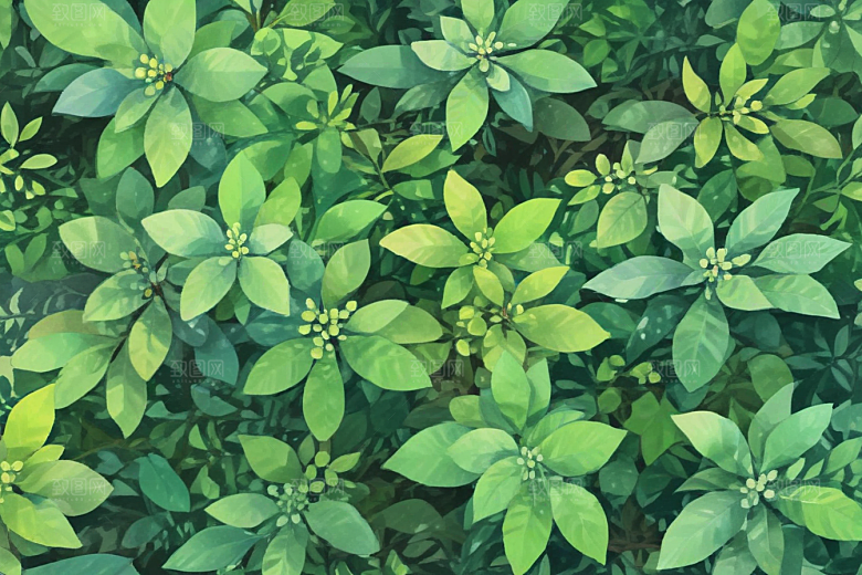 女贞子植物插图图片