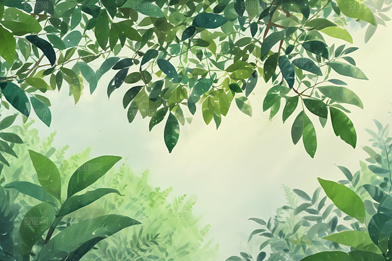 女贞子植物插图图片