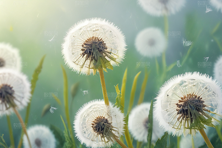 蒲公英植物插图图片
