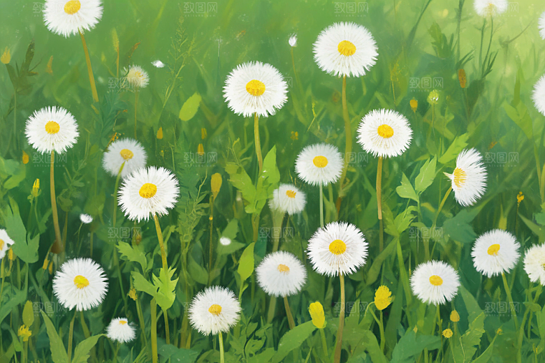 蒲公英植物插图图片