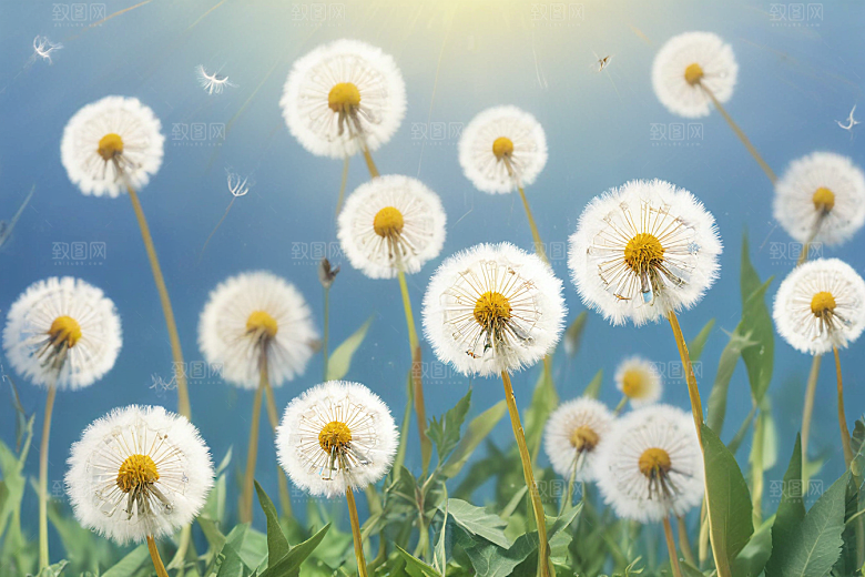 蒲公英植物插图图片