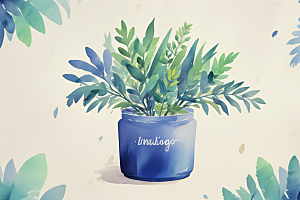 青黛植物插图图片