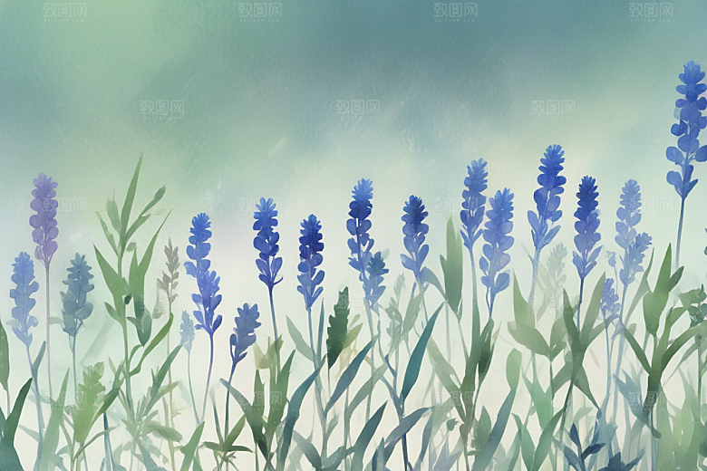 青黛植物插图图片