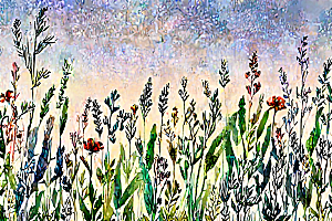 香薷植物插图图片