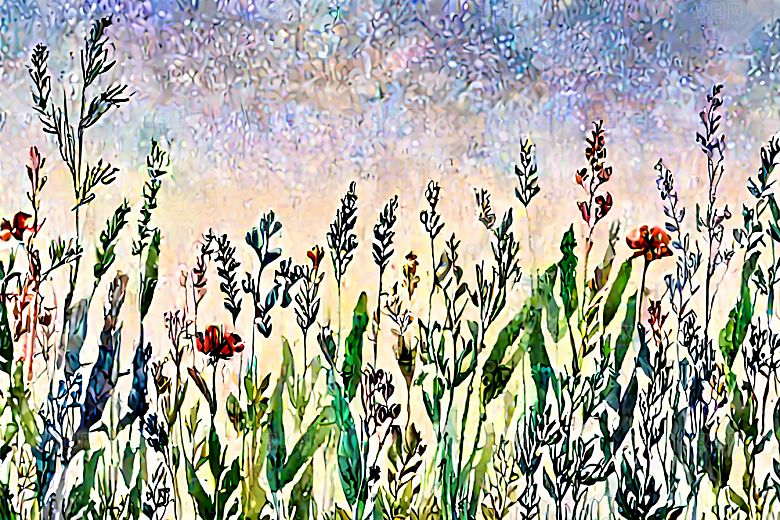 香薷植物插图图片