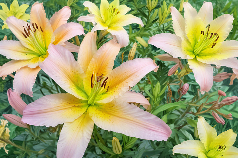百合植物插图图片